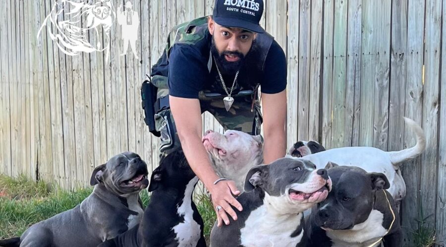 American Bully Dogs in South Africa